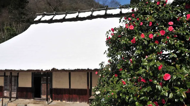 八頭町　矢部家住宅　ツバキ