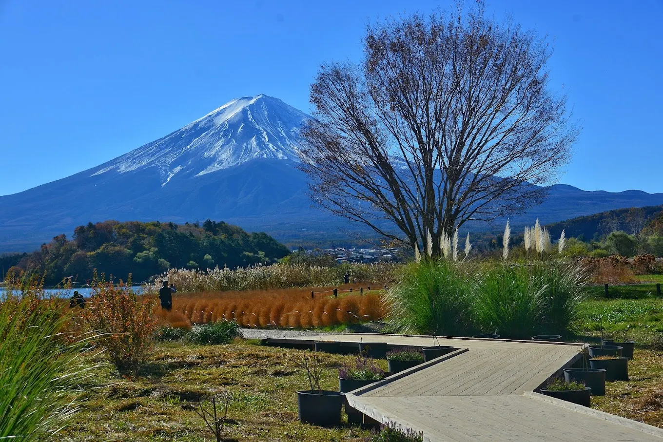富士河口湖町大池公園的步道