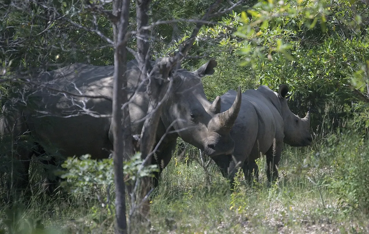 White rhinoceros at Matobo National Park, Bulawayo. Source: Photo by Susan Adams / Wikipedia