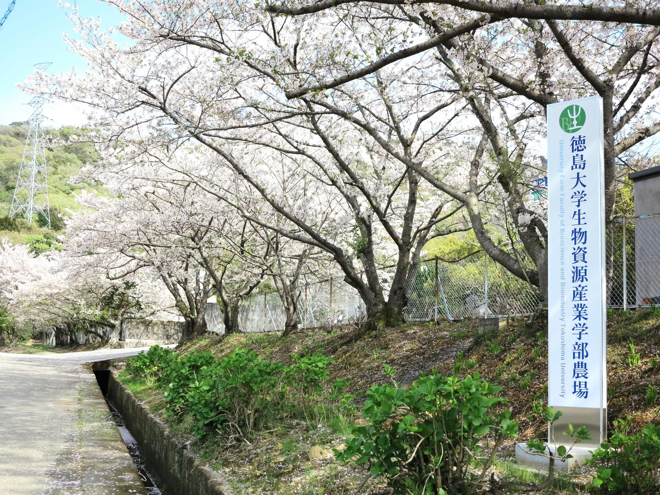 徳島県,徳島大学,生物資源産業学部農場の桜