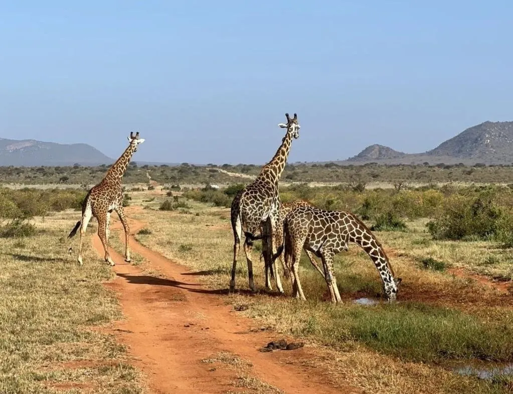 Tsavo East National Park, near Mtito Andei