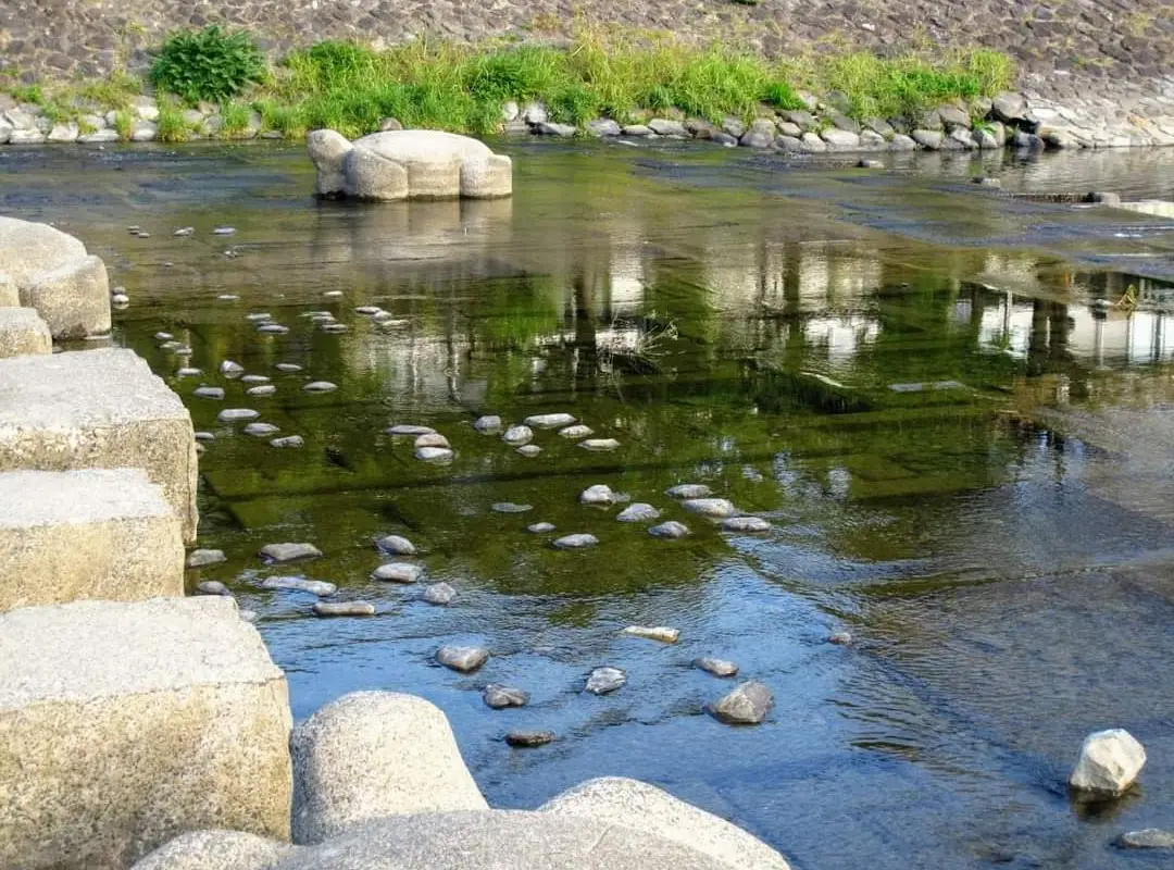 日本京都鴨川的「跳烏龜」和「飛石」