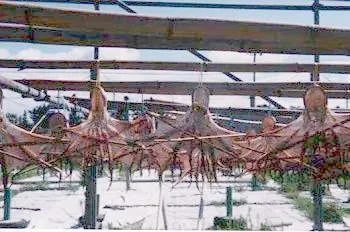 兵庫県,播磨町,播磨町の夏の風物詩「干しだこ」