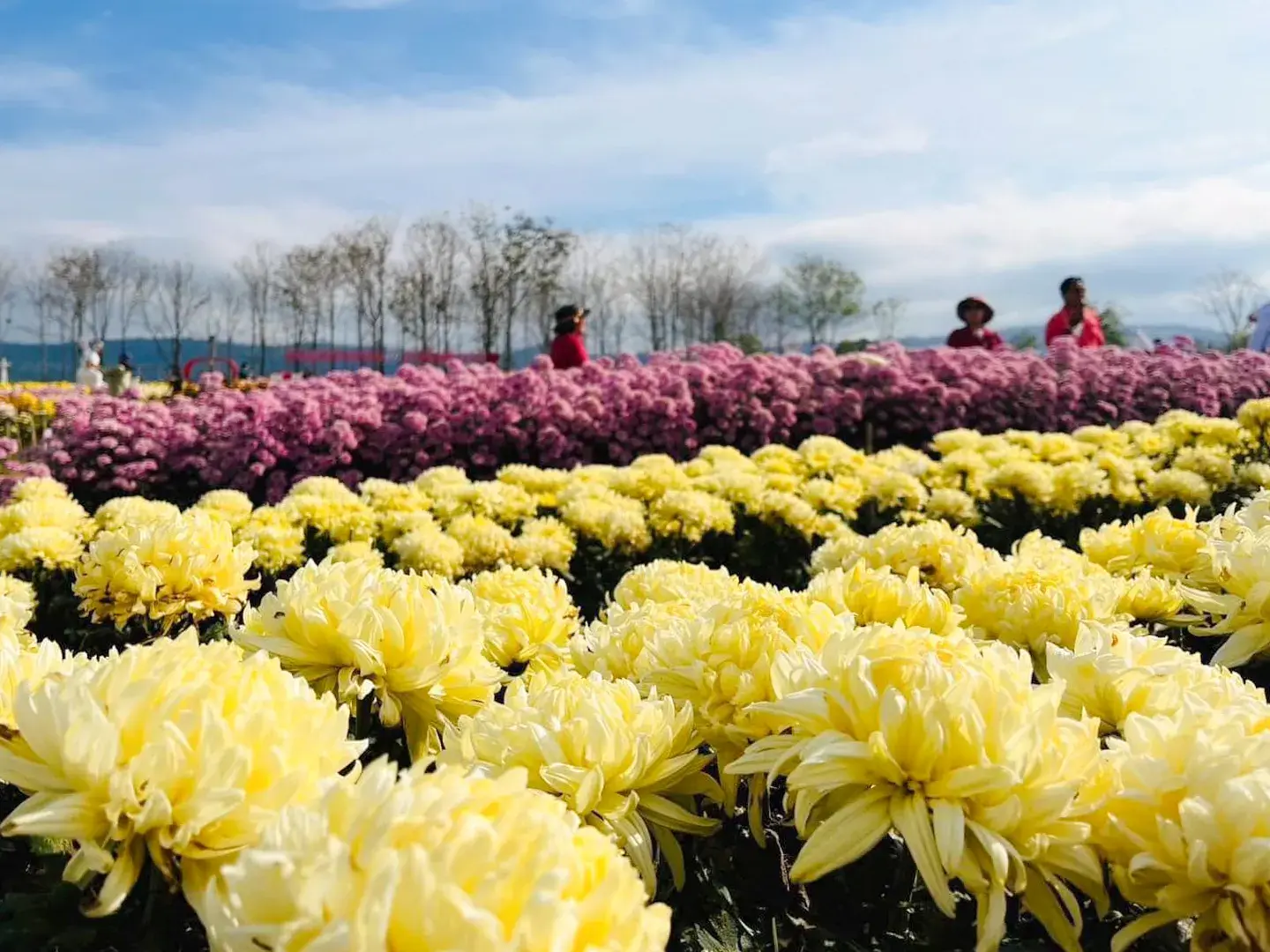Flora Park - วังน้ำเขียว นครราชสีมา : ดอกเบญจมาศสีเหลือง (Source: ศูนย์เรียนรู้ฯฟลอร่า พาร์ค)