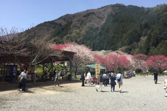長野県｜阿智｜阿智村ヘブンスそのはら｜桜