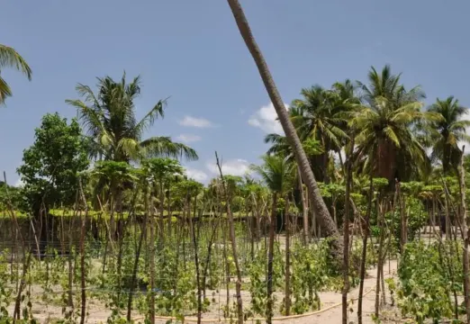 圖杜島種植農業