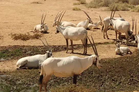 Shaumari Nature Reserve, Amman