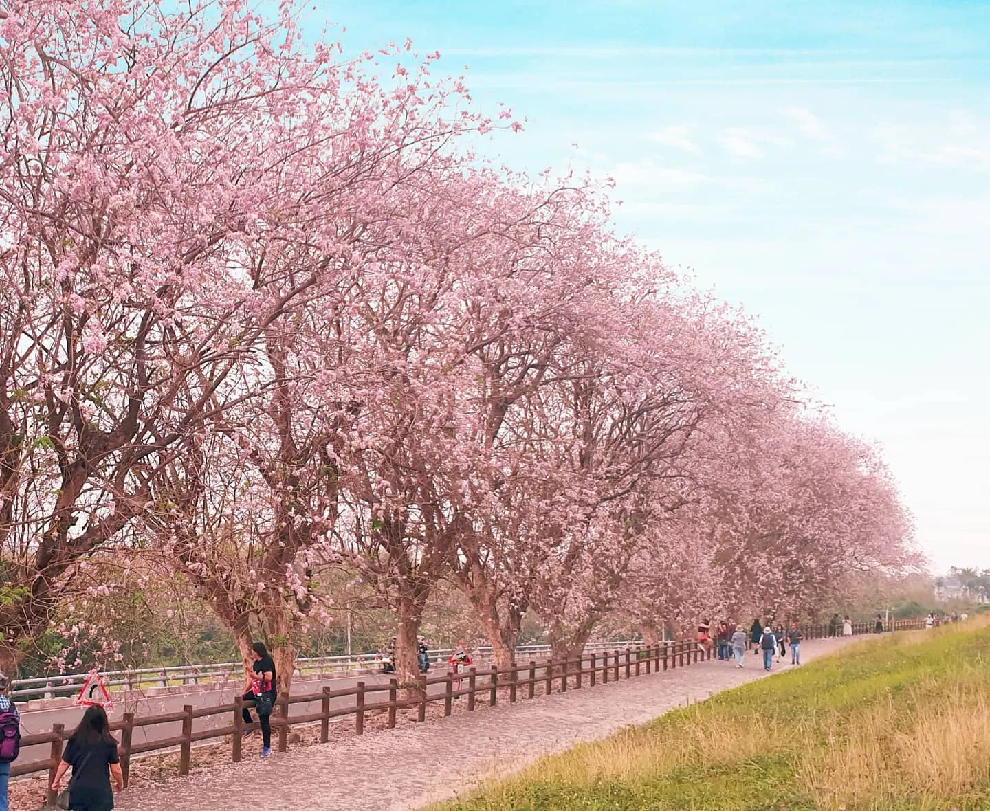 臺灣臺南市西拉雅國家風景區的烏山頭水庫香榭大道