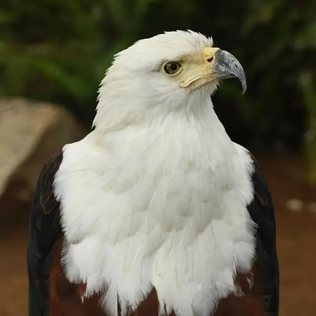 Kuimba Shiri Bird Sanctuary, near Harare