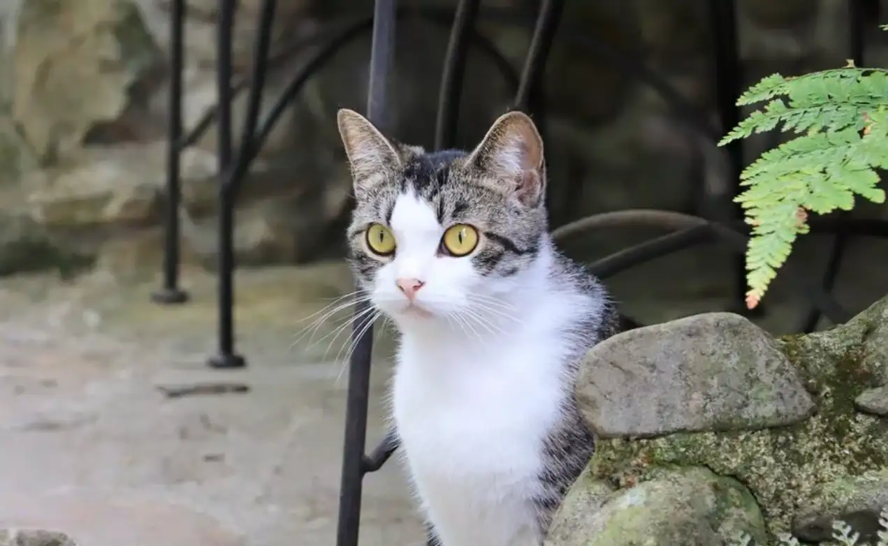 有十多隻貓咪阿將的家自由生活，還有專門為牠們搭建的喝水區