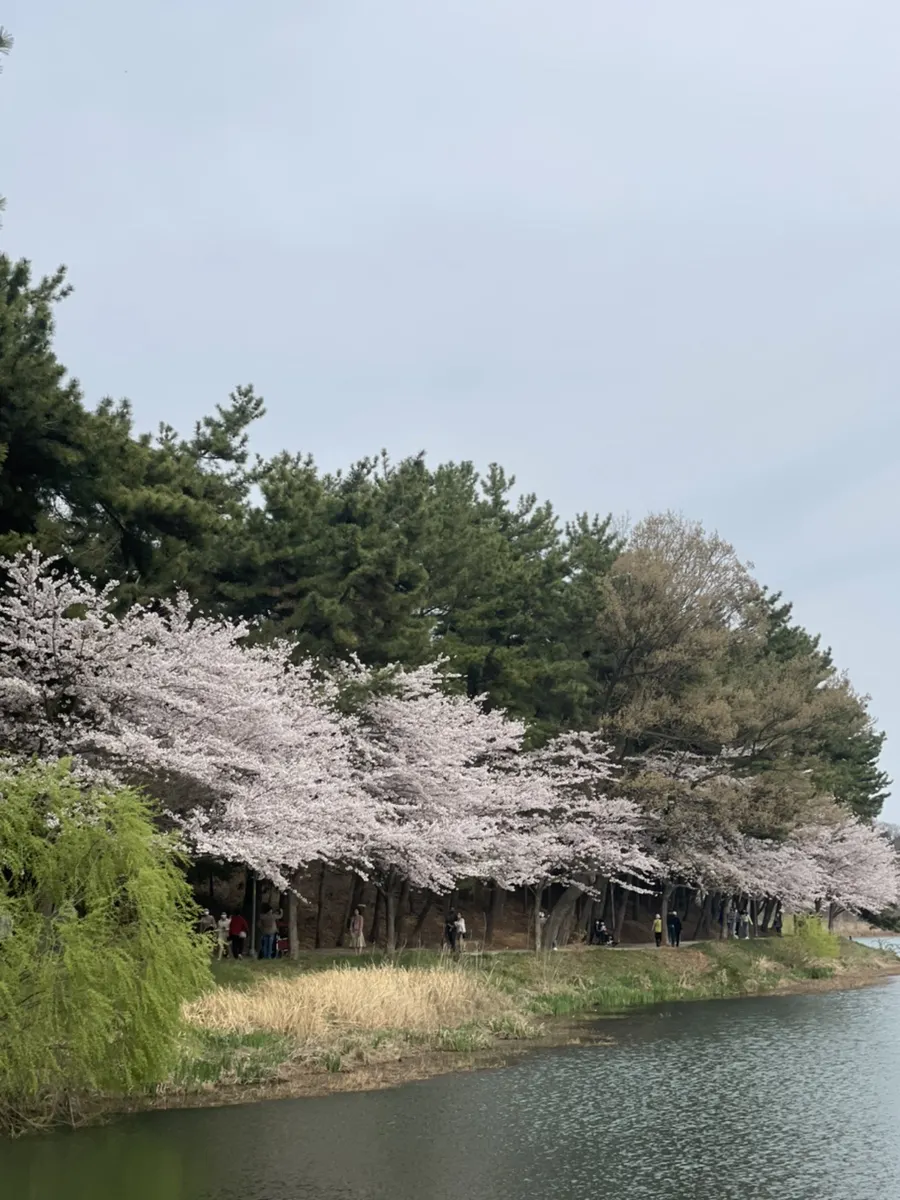 군산 은파호수공원 : 출처(naver.com @hb660427wkddd)