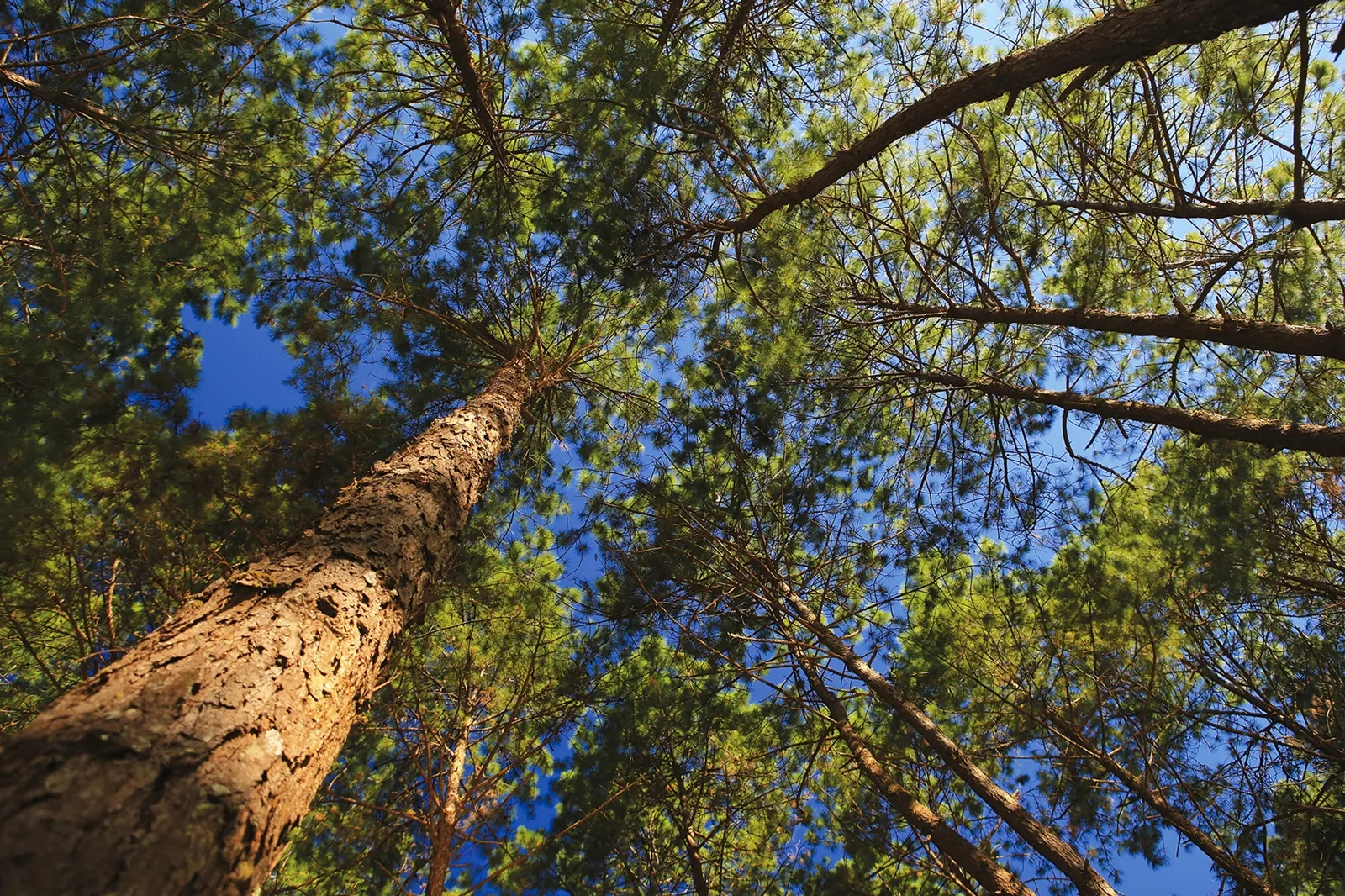 อำเภอพร้าว-ป่าสนวัดจันทร์ (Source: การท่องเที่ยวแห่งประเทศไทย)