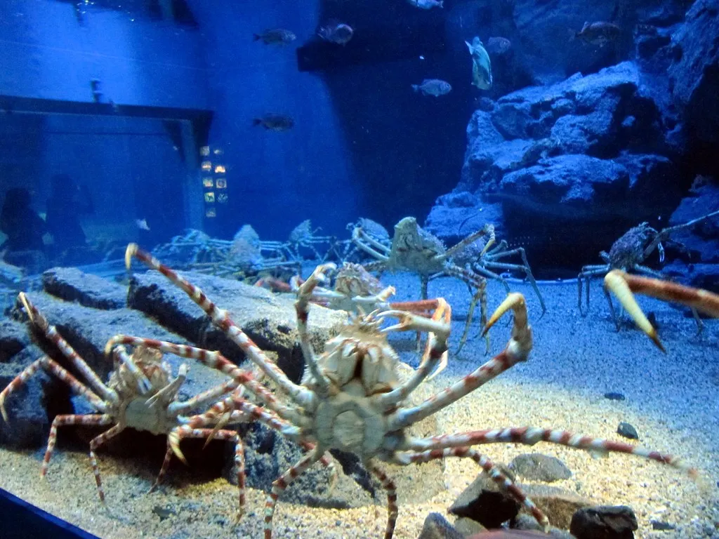 Osaka Aquarium Kaiyukan. Source: Photo by Bencito the Traveller / Flickr.