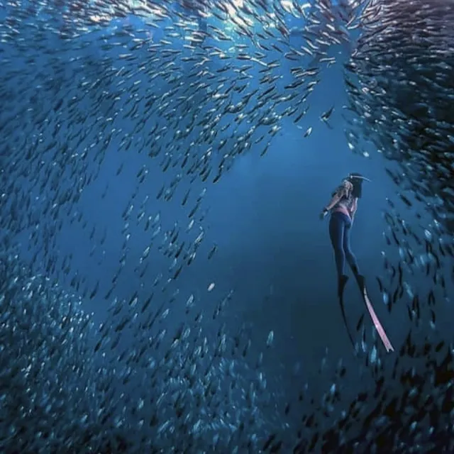 Sardine Run in Moalboal, Cebu