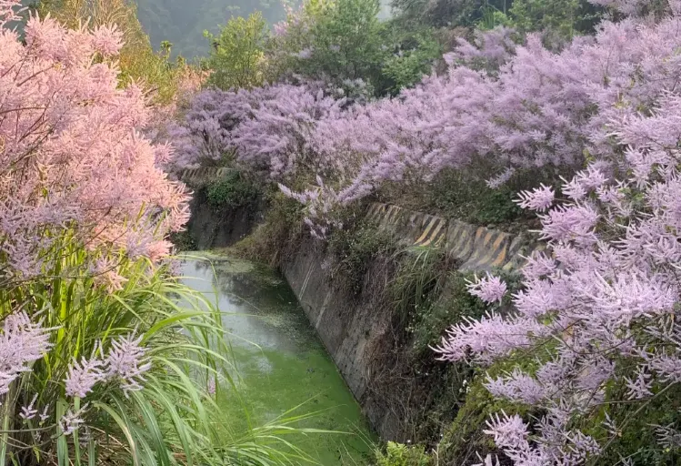 繁花綻放的雲林古坑綠色隧道公園。