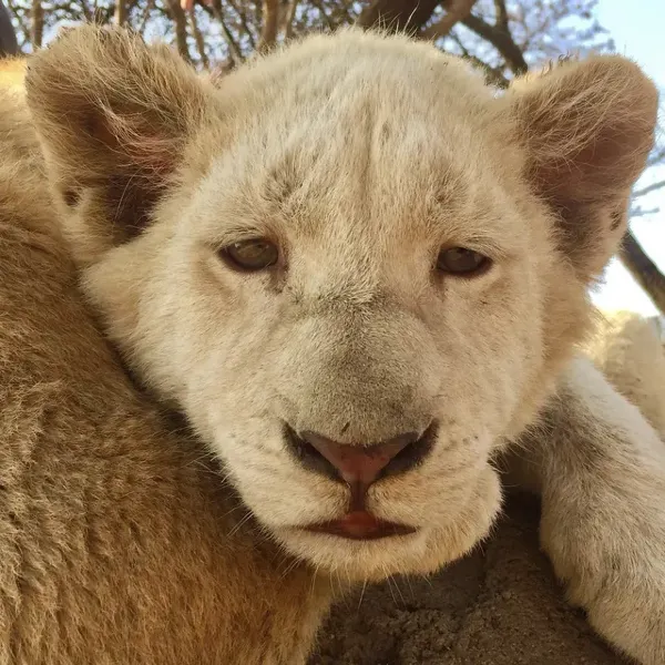 Lion & Safari Park, near Johannesburg