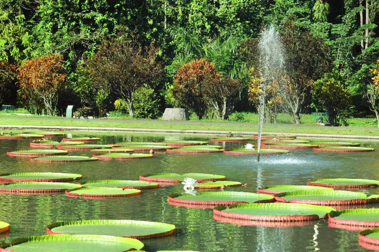 Bogor Botanical Gardens, Jakarta