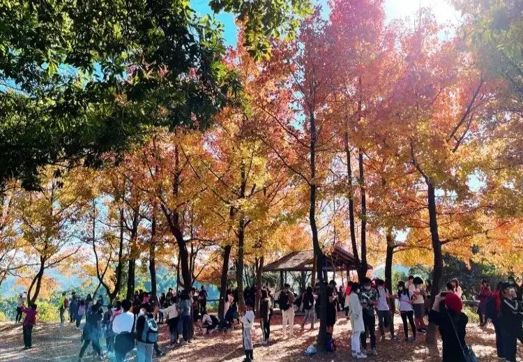 旅客可以乘搭紅葉巴士前往大棠賞紅葉。