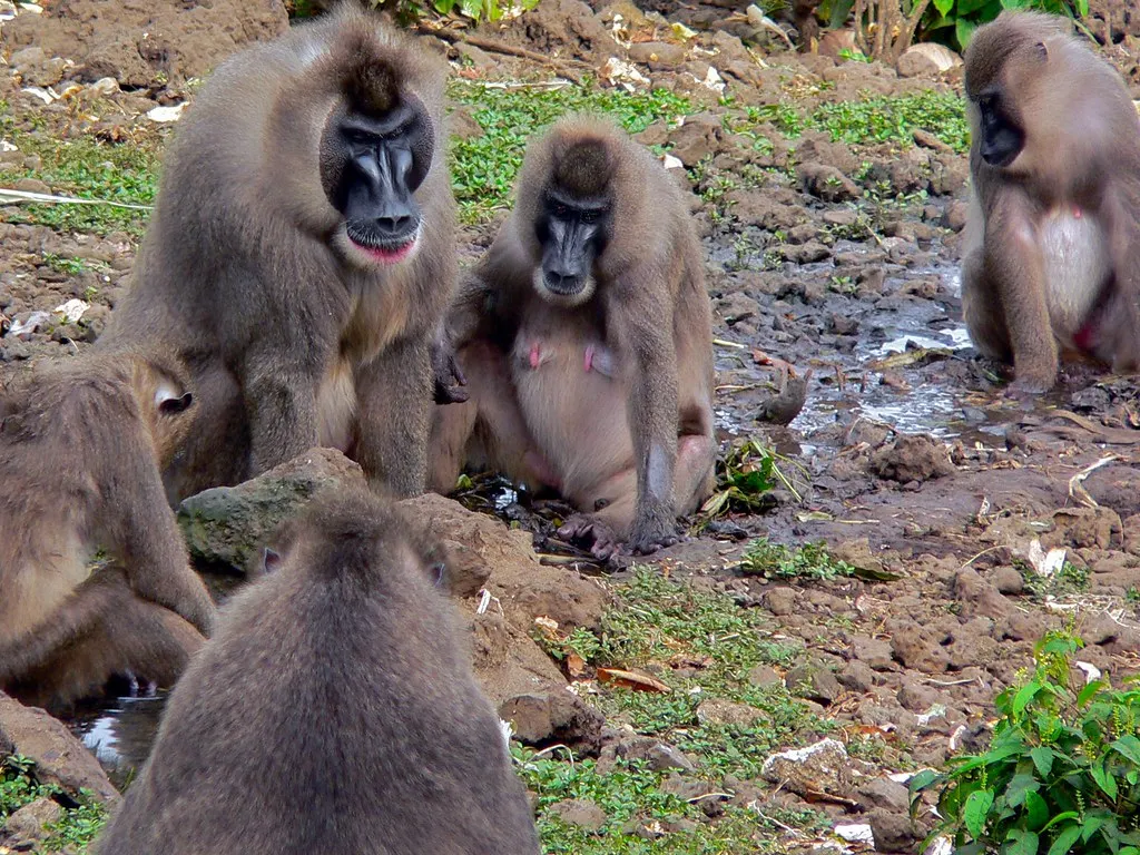 Limbe Wildlife Centre, Douala. Source: Photo by Bernard DUPONT / Flickr