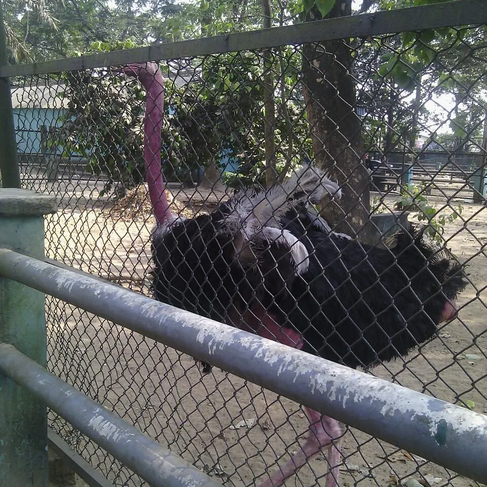 Port Harcourt Zoo, near Igwuruta