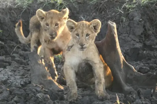 African Pangolin Safaris, Dar es Salaam