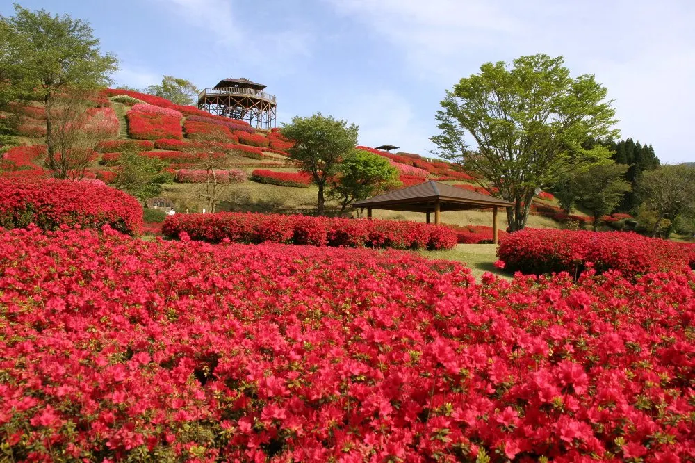 宮崎県 三股町　椎八重公園　つつじ