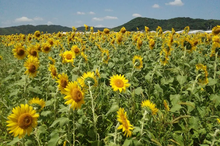 山口県 山陽小野田市 花の海