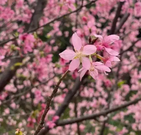 廣州櫻的花較細，但顏色豔麗。