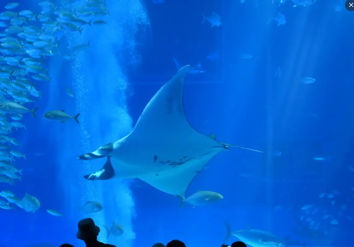 沖繩本部町美麗海水族館的蝠鲼