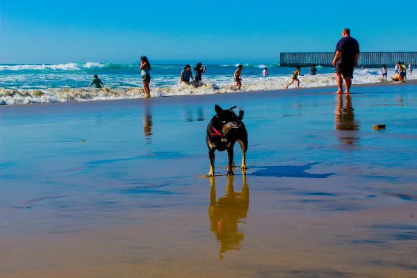 Playas de Tijuana. Source: Photo by Alfonso Reyes / Flickr.