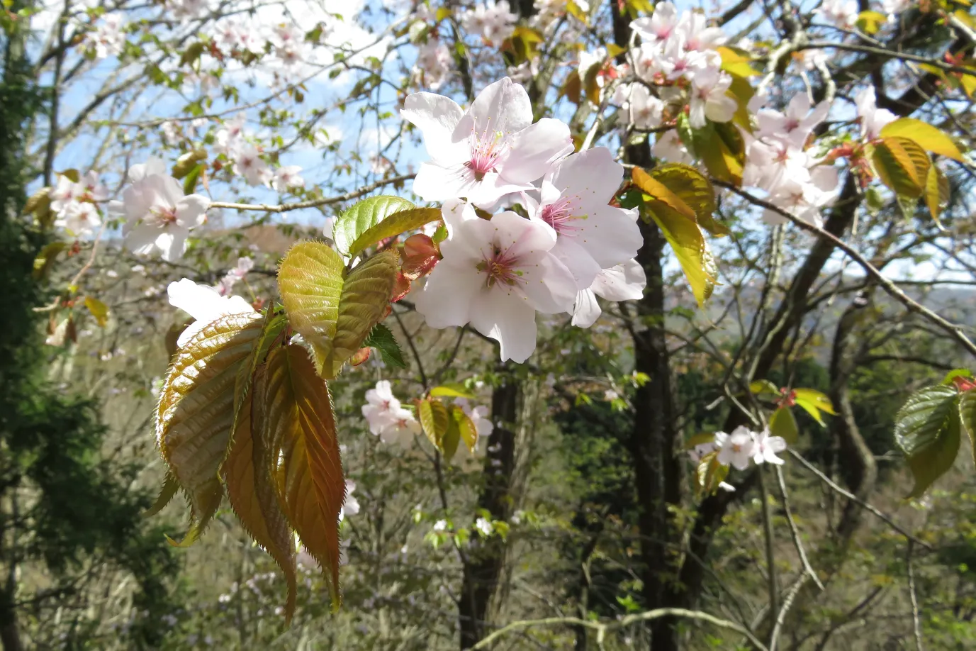 北海道 天塩町 蝦夷山桜