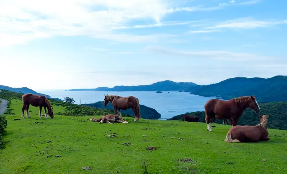 西ノ島, 牧草地