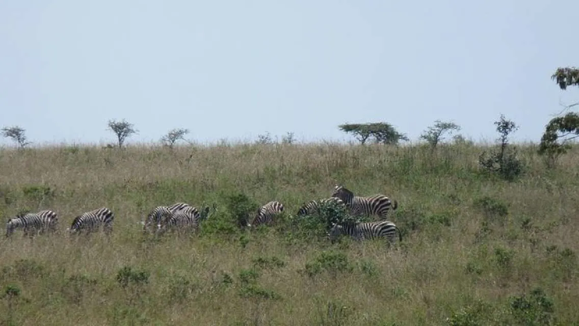 Nairobi National Park