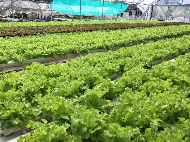 ตำบลมาบข่า : สุกัลยาฟาร์ม ไฮโดรโปนิกส์ (Source: Thailand Tourism Directory)