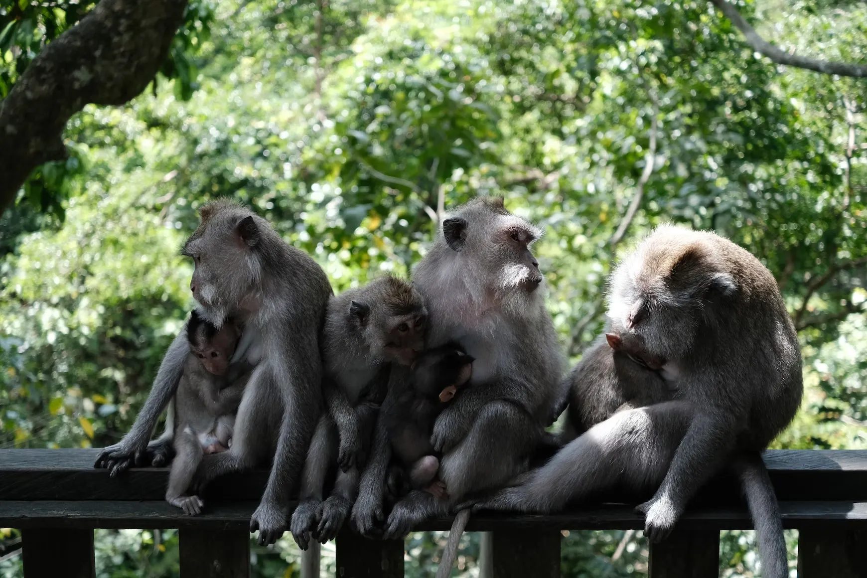 Ubud Monkey Forest, Bali. Source: Photo by vov vov/unsplash.com
