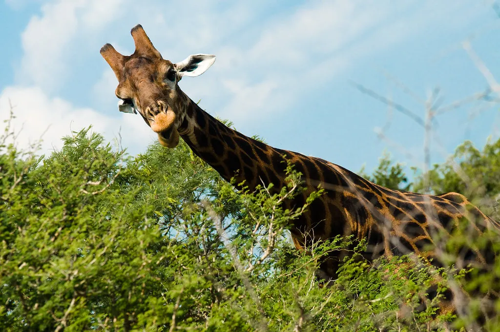 A giraffe at Mokolodi Nature Reserve, Gaborone. Source: Photo by Mite Kuzevski / Flickr.