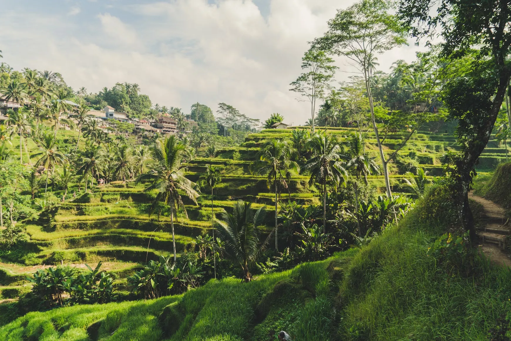Tegallalang Rice Terraces, Bali. Source: Photo by Paolo Nicolello/unsplash.com