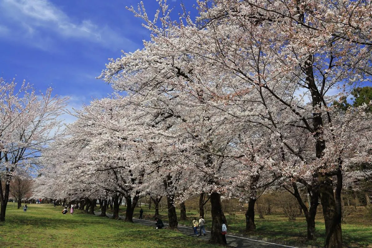 群馬県,前橋市,前橋工科大学,赤城南面千本桜まつり