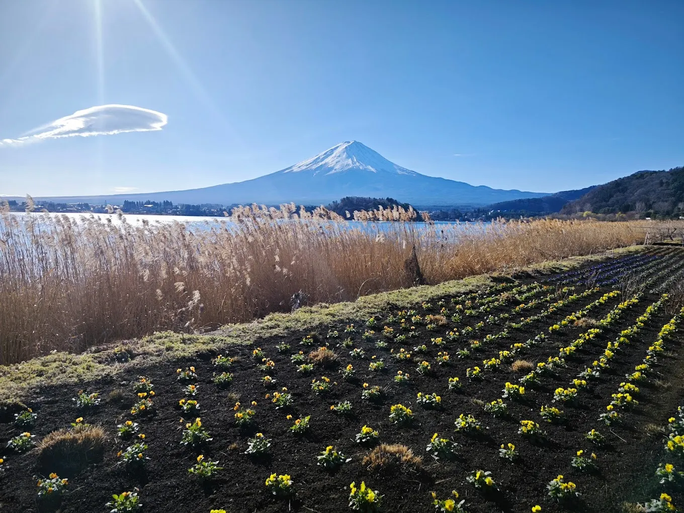 富士河口湖町大池公園的風光