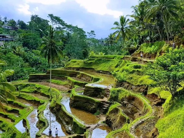 Tegallalang Rice Terraces