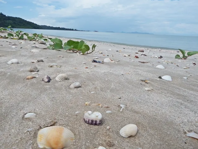 หาดนางกำ - ดอนสัก สุราษฎร์ธานี : หาดทรายและเปลือกหอย (Source: Thailand Tourism Directory)