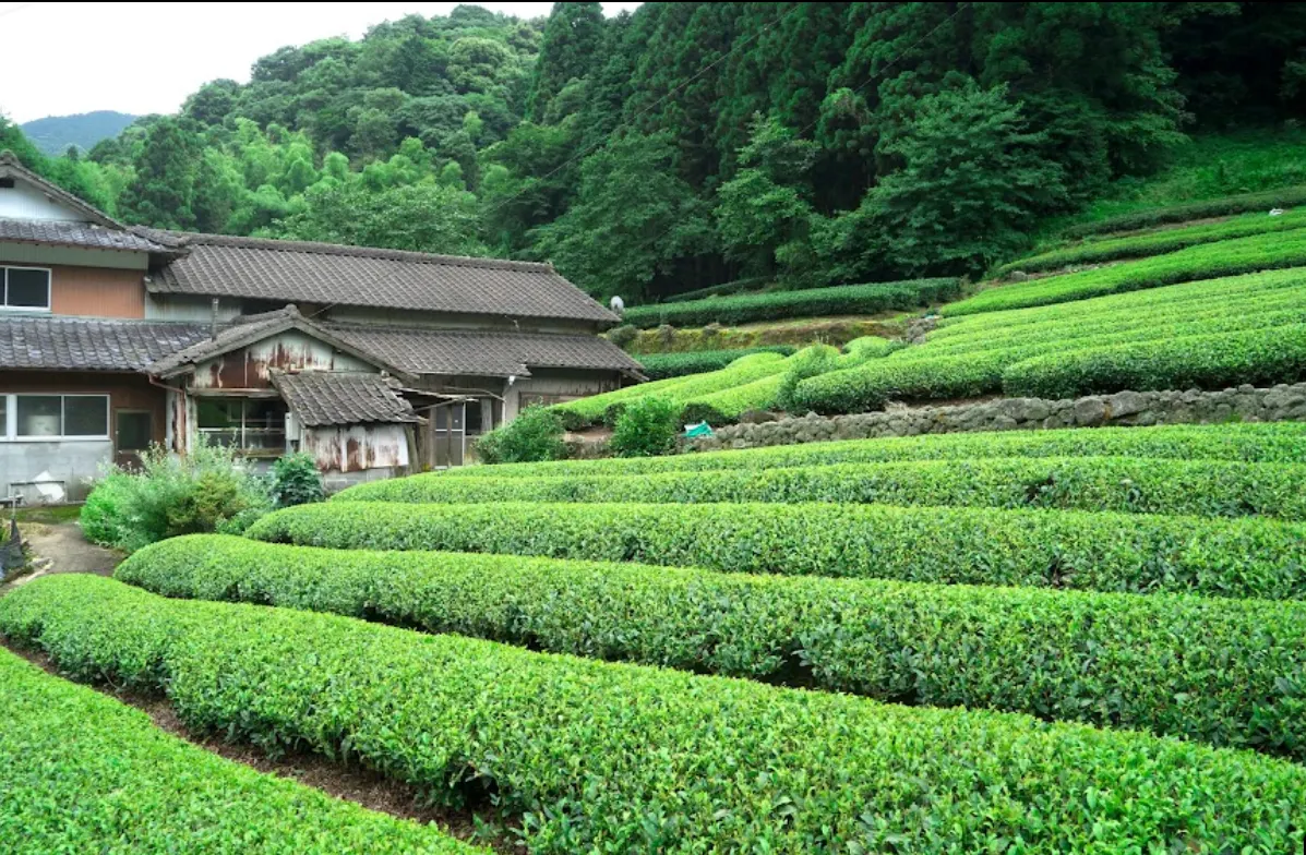 嬉野市的茶山