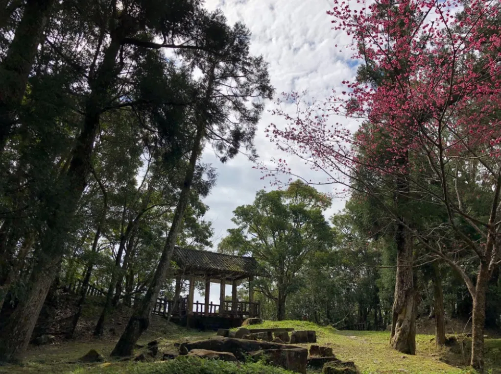 桃園東眼山國家森林遊樂區緋寒櫻。