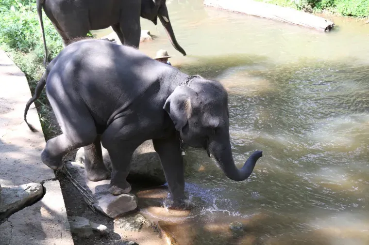Elephant Nature Park, Chiang Mai.