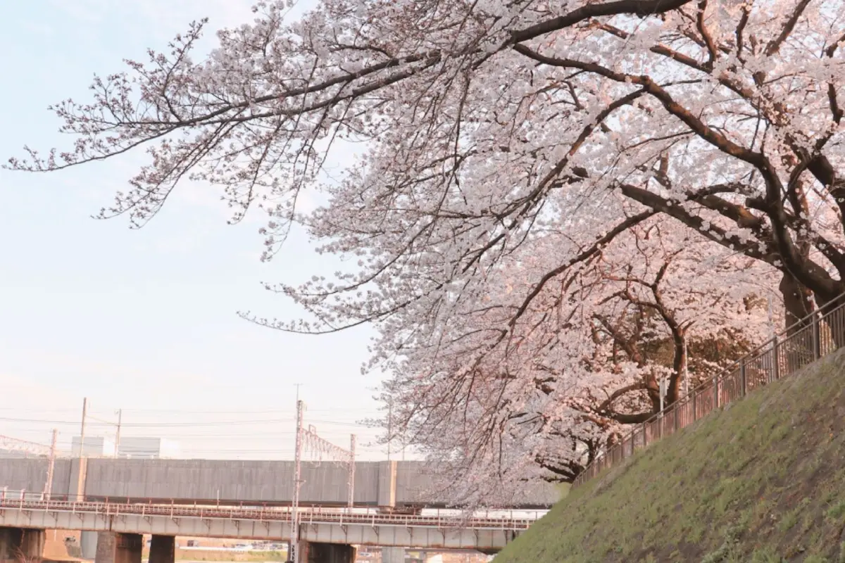 日本京都鴨川的春天櫻花景色