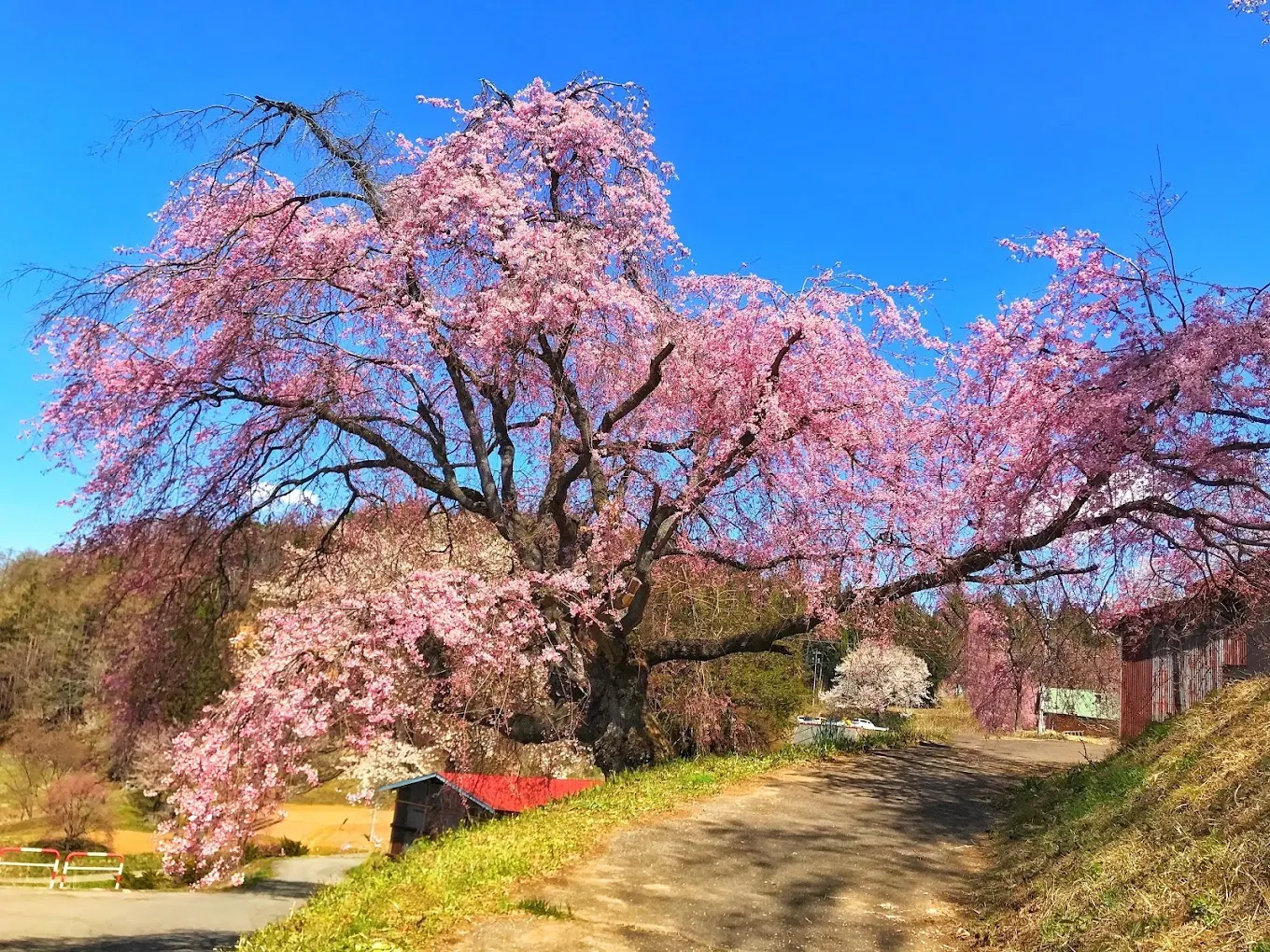 小川村　立屋の桜