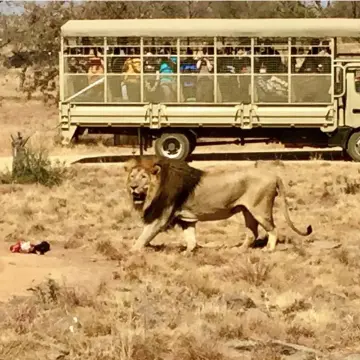 Johannesburg Lion & Safari Park