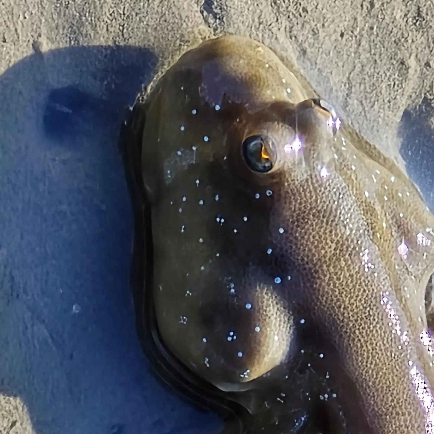 臺灣臺中「高美濕地」彈塗魚 
