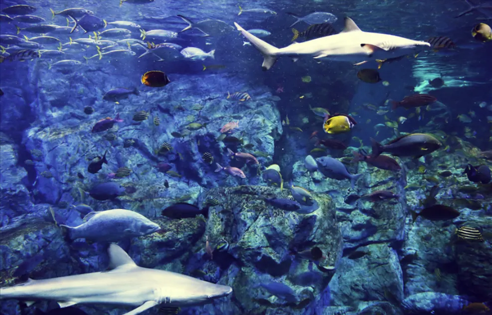 오이타 우미타마고 수족관