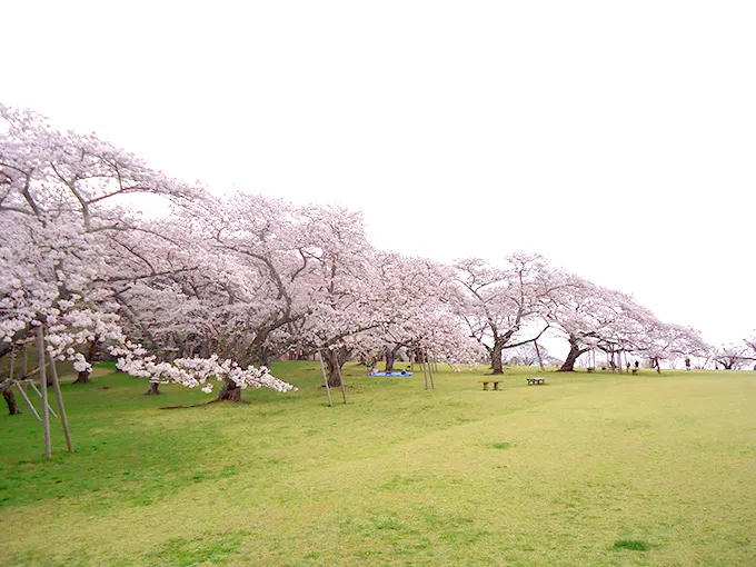 宮城県,仙台市,東北大学,三神峯公園の桜